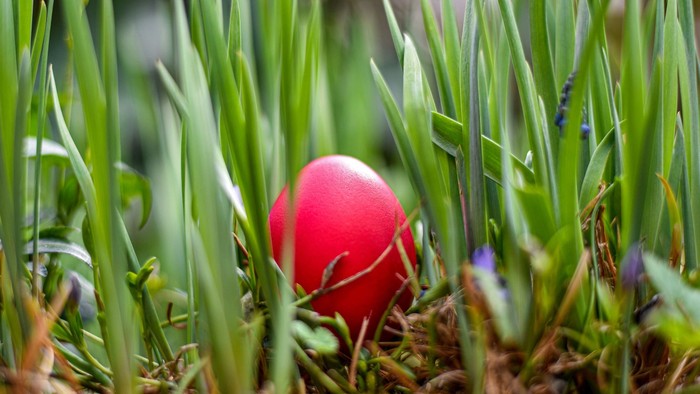 Leuchtend rotes Osterei, eingebettet zwischen frischem grünem Gras und sprießenden Pflanzen.