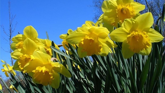 Guldaar med lange, smale blader under klar blå himmel