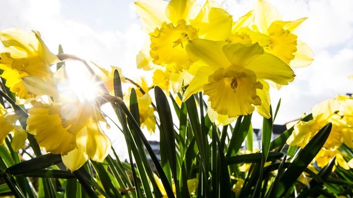 Guldaar med grønne blade under solskin