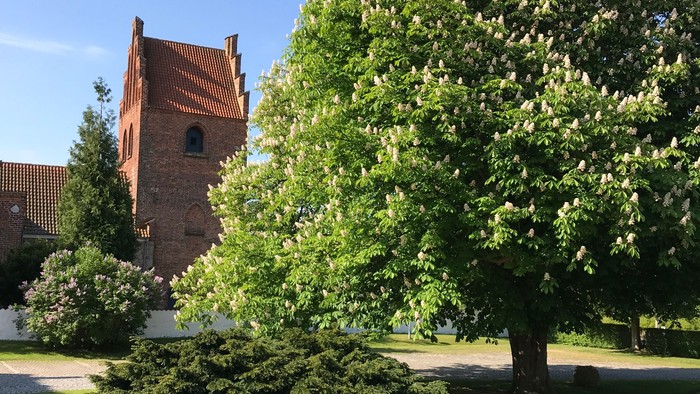 En rød murstenskirke med tårn bagved grønne træer og en stenvej