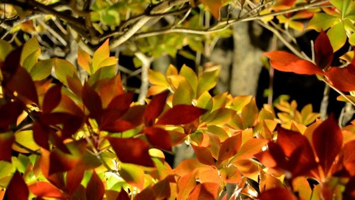 Leuchtende Herbstblätter an einem Baum