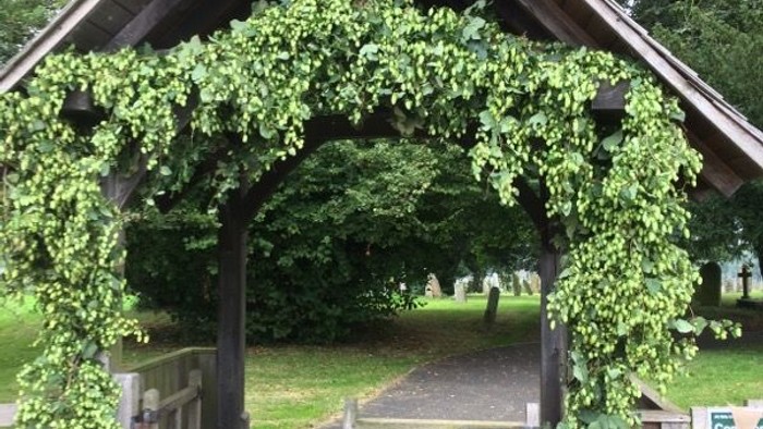Wooden archway covered in green vines leading to a path.
