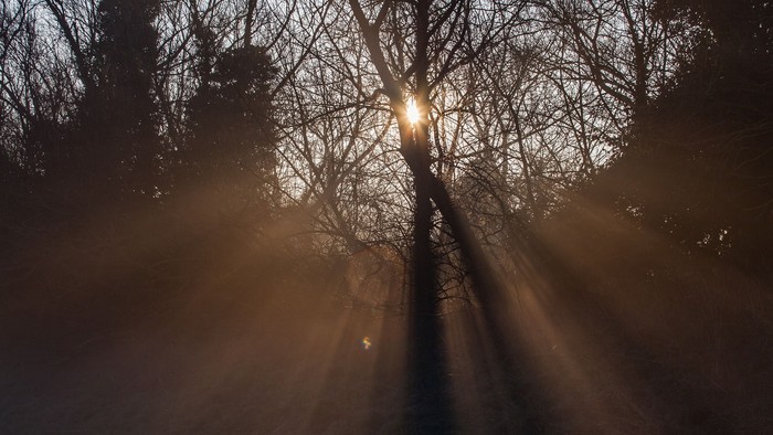 Sollys filtrerer gennem bare træer og kaster lange skygger på en tåget sti.