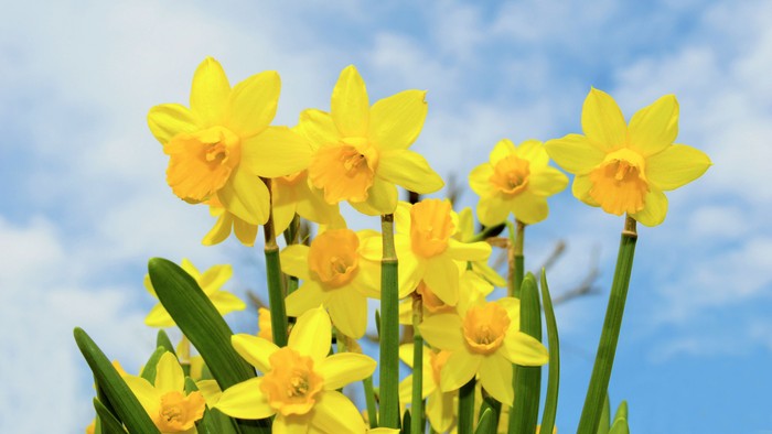 Das Bild zeigt blühende Osterblumen vor einem blauen Himmel.