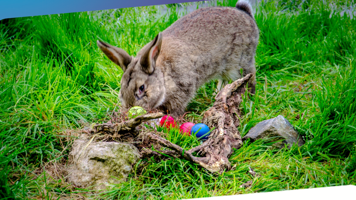 Das Bild zeigt einen Hasen auf einer grünen Wiese mit bunten Ostereiern.