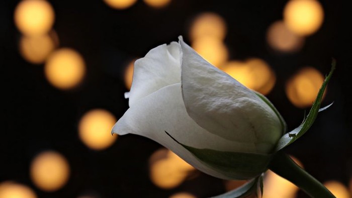 Eine einzelne weiße Rose vor einem dunklen, bunt beleuchteten Hintergrund.