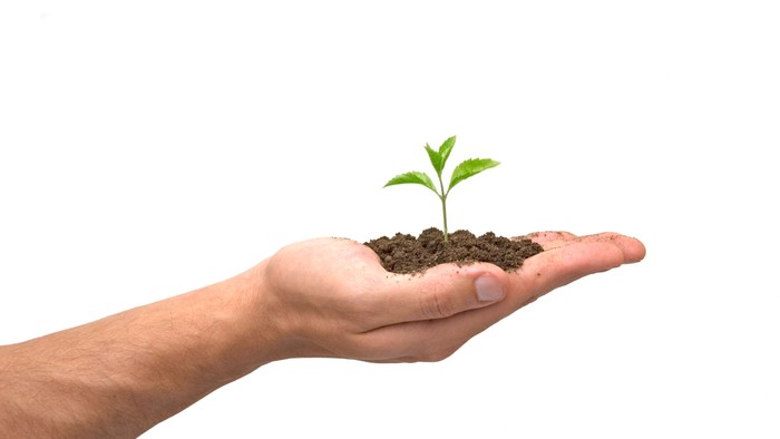 En hånd holder en lille plante i jorden