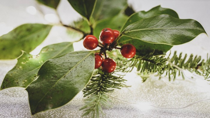 En gren med grønne blade og røde bær, muligvis en pyknøde, på en snedekkede bakgrund