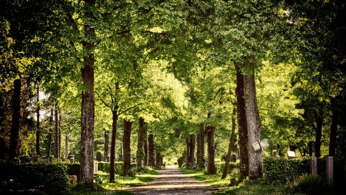 Ein gewundener Pfad durch einen grünen Wald