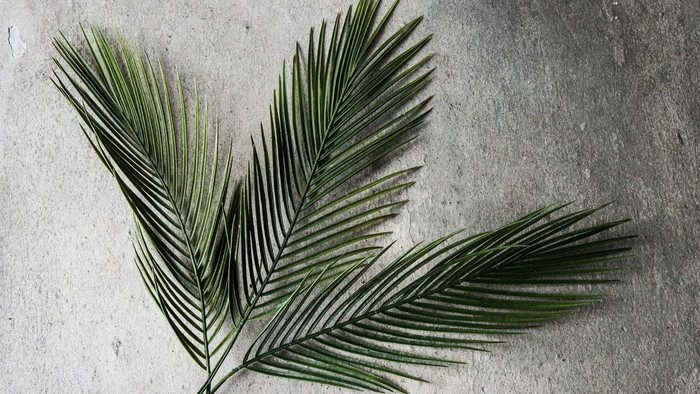 Tre palmeblade på betonoverflade