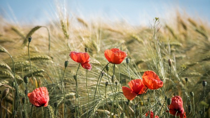 øøøøøøø bløøø øøblid øøøø golden hvet_field under klar blå.