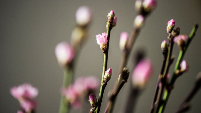 Små blomsterknopper på grønne stængler