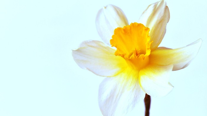 En ensom gulsvart narcis, oplyst af sollys.