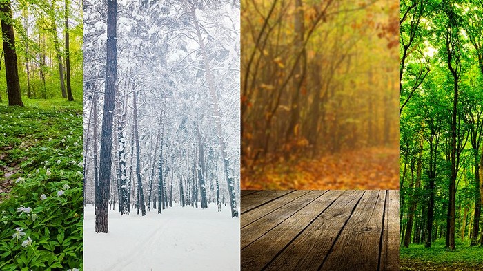 Et collage af fire skovscener gennem forskellige årstider: forår, vinter, efterår og sommer.