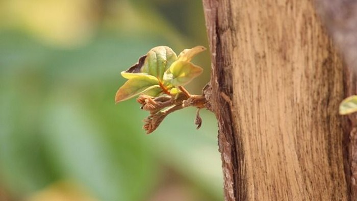 Knospe Blatt am Baum