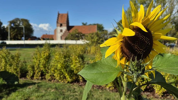 En stor solros steht frem i forgrunden med en kirke og en grøn have i baggrunden