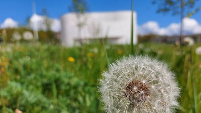En pappirfugl i forgrunden med et grønt og blomstrende felt og et hvide bygning i baggrunden