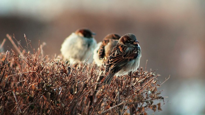 Zwei Vögel sitzen auf einem Dornenbusch.