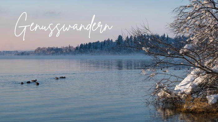 Ein ruhiger Wintersee mit schneebedeckten Bäumen und Gänsen