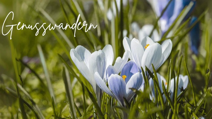 Frühlingsblumen im Gras, Genusswandern