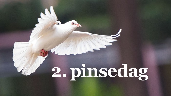 En hvid duve flyver over en blomsterhvile.