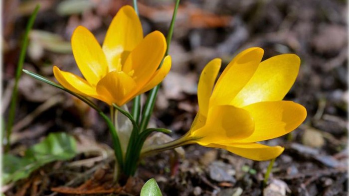 Leuchtend gelbe Krokusse, die aus der Erde sprießen, mit dem deutschen Wort *„aufblühen“*, das das Aufblühen symbolisiert.