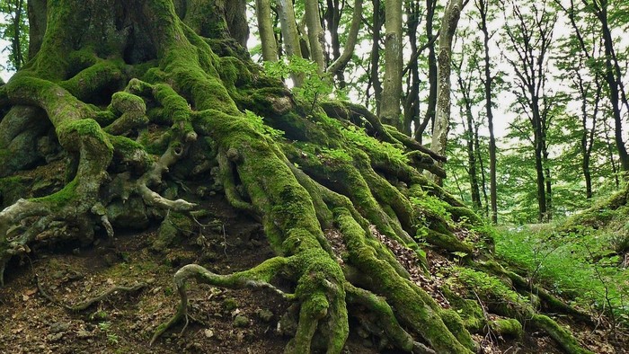 Ein moosbedeckter Baumstamm im Wald
