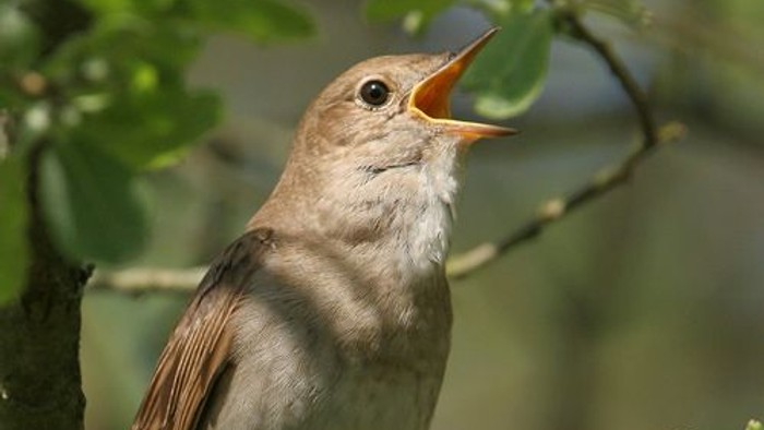 En lille fugl sad på en gren og sang med næbbet åbent i en frodig, grøn skov.