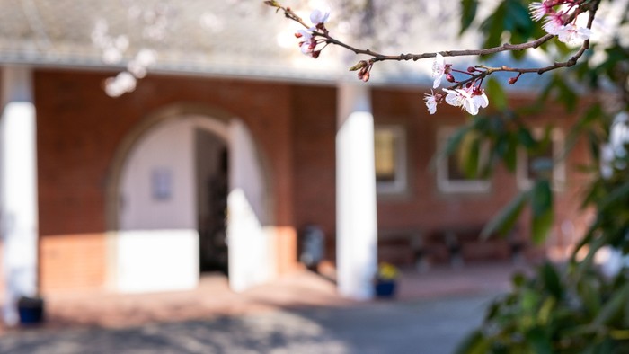 Ein blumengeschmückter Baum vor einem weißen Gebäude mit Säulen und Torbogen.