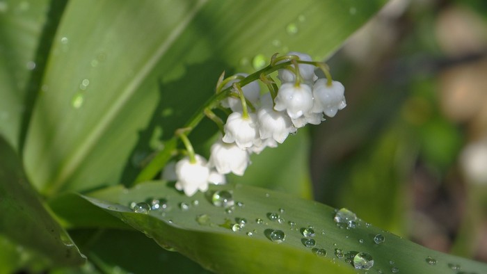 Tropfende weiße Blüten an grünen Blättern nach dem Regen