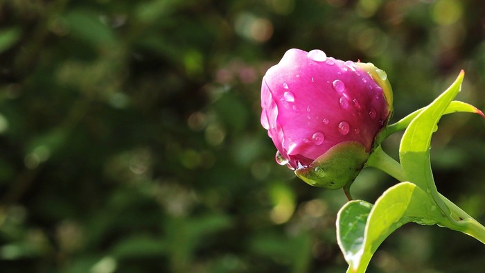 Eine rosa Knospe mit Tautropfen an grünen Blättern