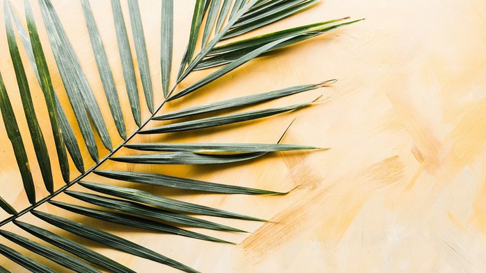 En stor palmeblad ligger på en lysgul underlag
