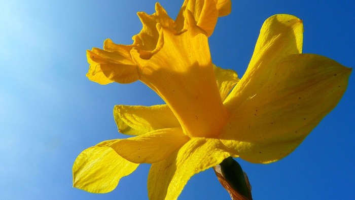 En stor, lysgul blomst med smalle blader mot et klarblå himmel.