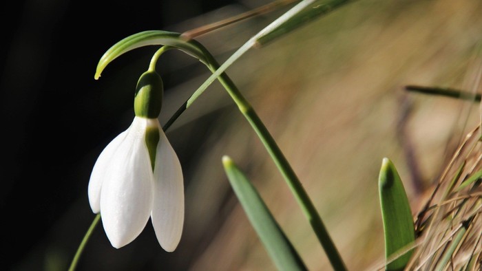 En ensom hvid snødrop og grønne blade.