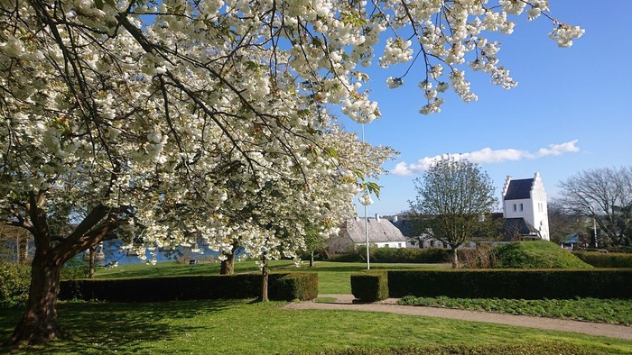 Kirsebærtræ med blomster i Sankt Jørgenspark med kirken i baggrunden