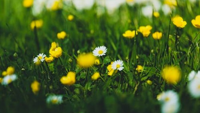 En grøn eng med mange gule og hvide blomster.