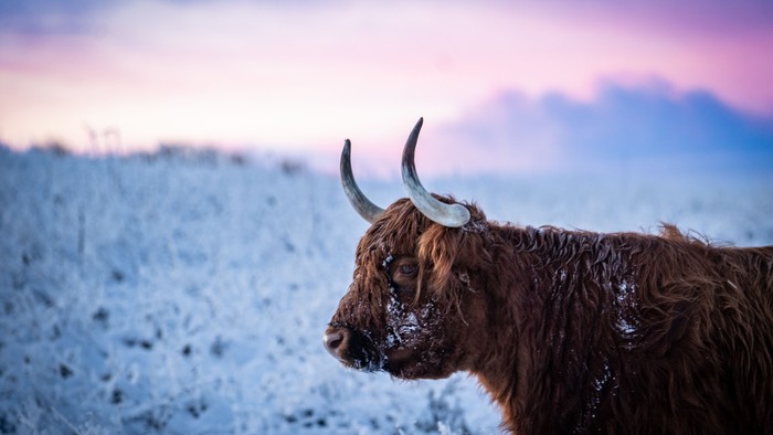 En ragget tyr med store horn står i et snedækket landskab i skumringen.