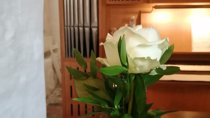 En hvid rose i blomst på alteret i kirken