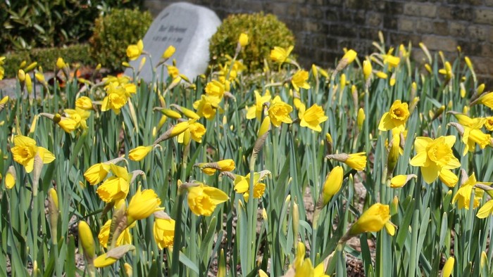 En mængde gule narciser foran en mur og et hus.