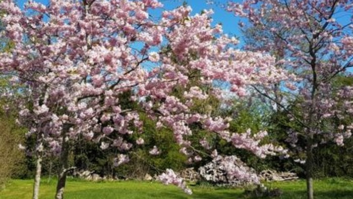 To pinkblomstrende træer i parken