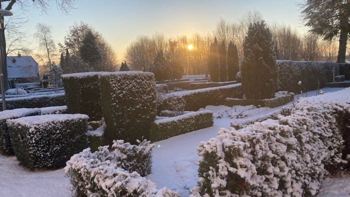 Snødekte buske og træer ved solopgang