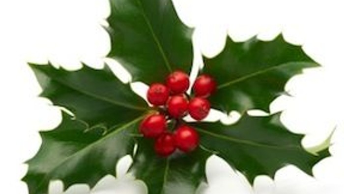 En grøn holly med røde bær.