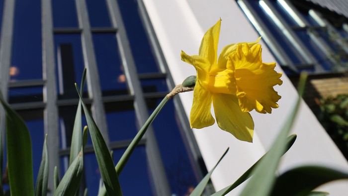 Lysende gul påskelilje kontrasterer mod en moderne bygning under klar blå himmel.