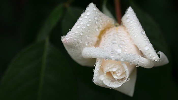 Ein nasser, weißer Rosenknospe auf grünem Blatt