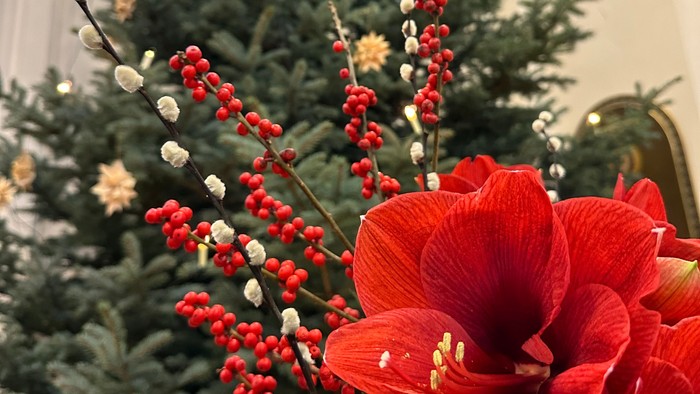 Weihnachtsdekoration mit roter Amaryllis und Tannenzweigen