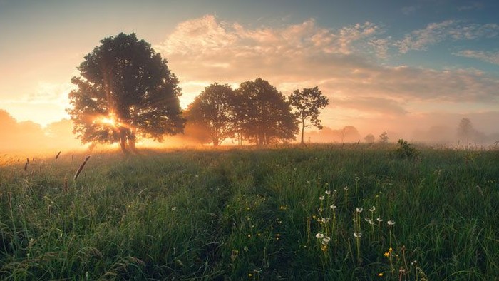 Ein friedlicher Sonnenaufgang über einer grünen Wiese mit Bäumen und Blumen