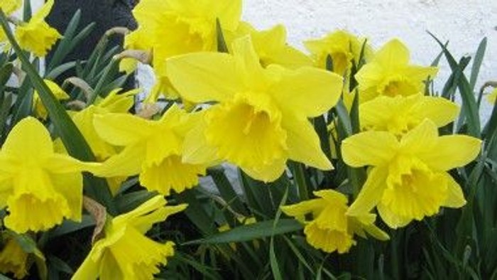 Guldaar i blomstning i grønne blade