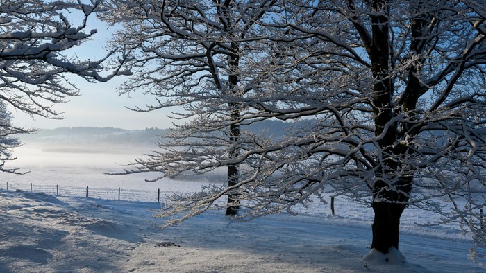 En sneede skov med store træer og en klar blå himmel.