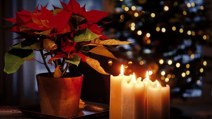 Eine Topf-Pflanze mit Weihnachtsstern steht neben drei brennenden Kerzen, im Hintergrund ein geschmückter Weihnachtsbaum.