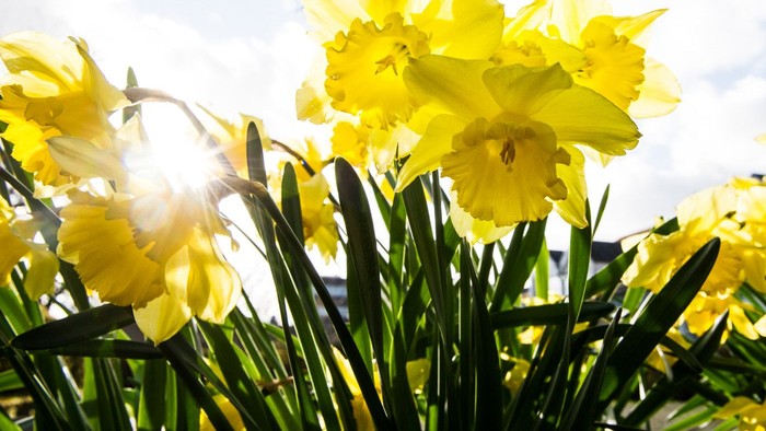 Guldaar med grønne blade under solskin